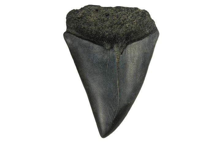 Fossil Broad-Toothed Mako Tooth - South Carolina #171187
